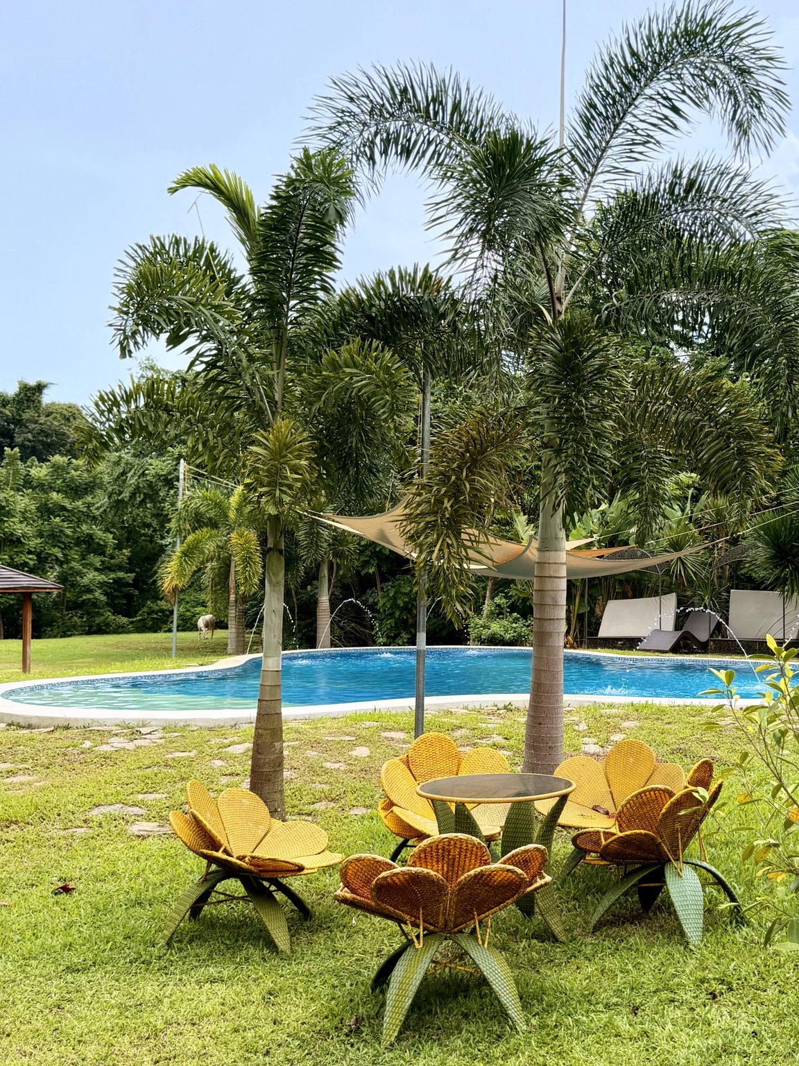 Swimming pool with palm trees and flower-shaped garden chairs